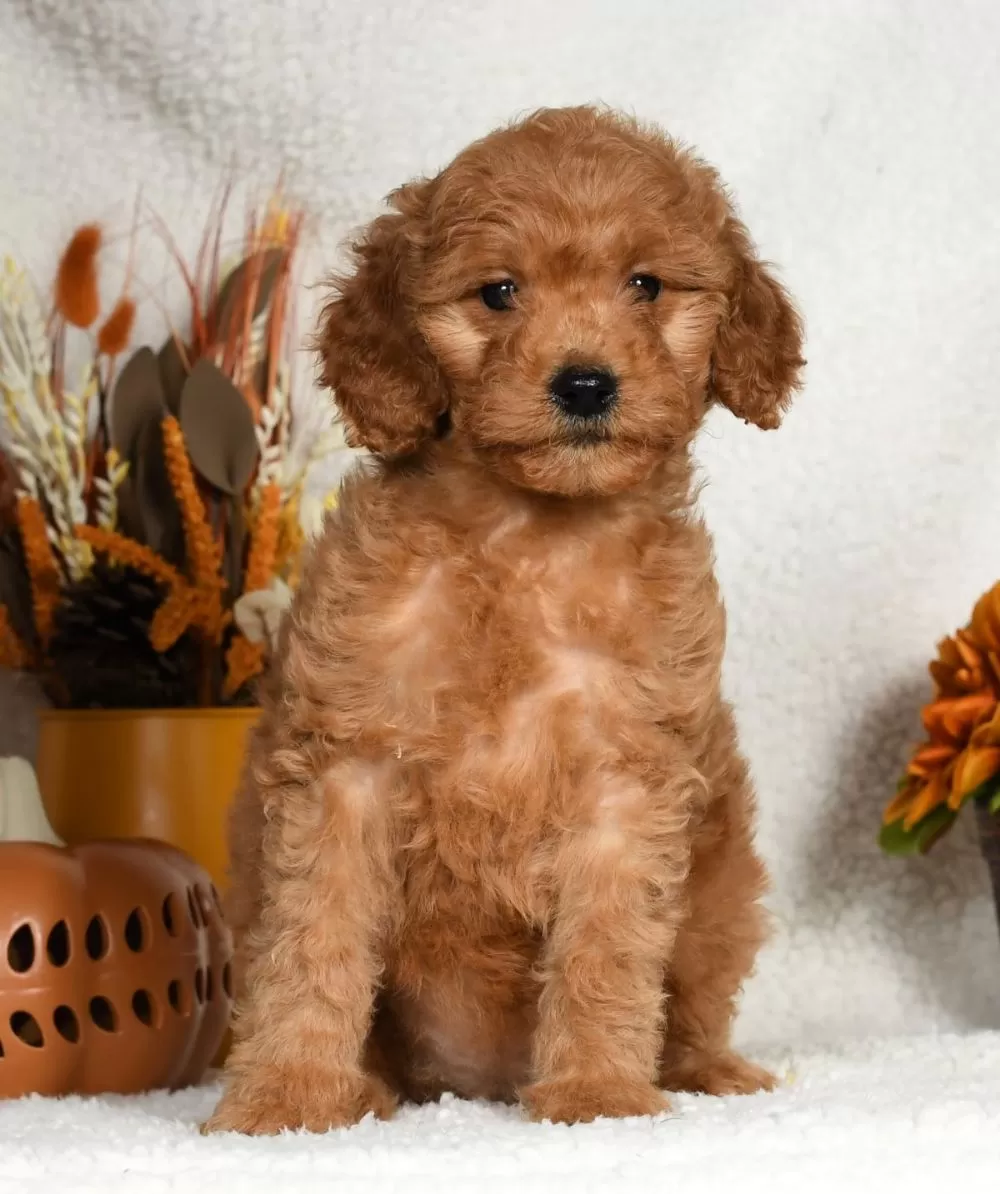 Mini Goldendoodle