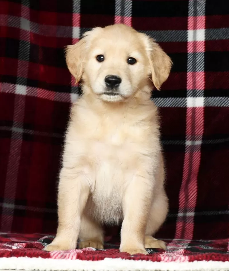 Chloe