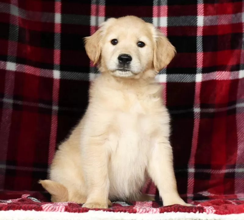 Chloe