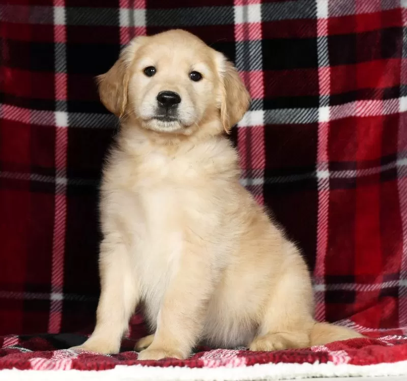 Chloe