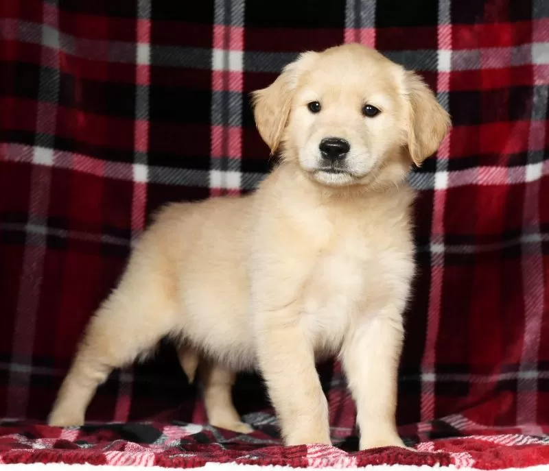 Chloe