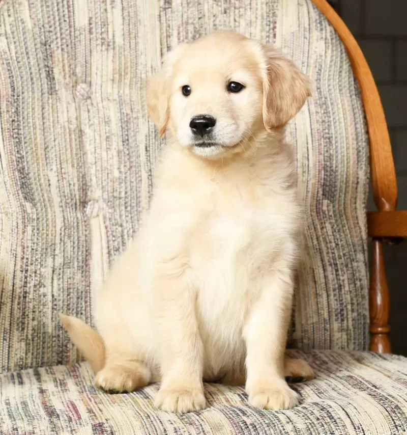 Chloe