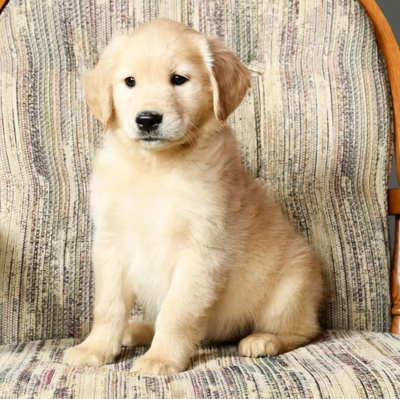 Chloe