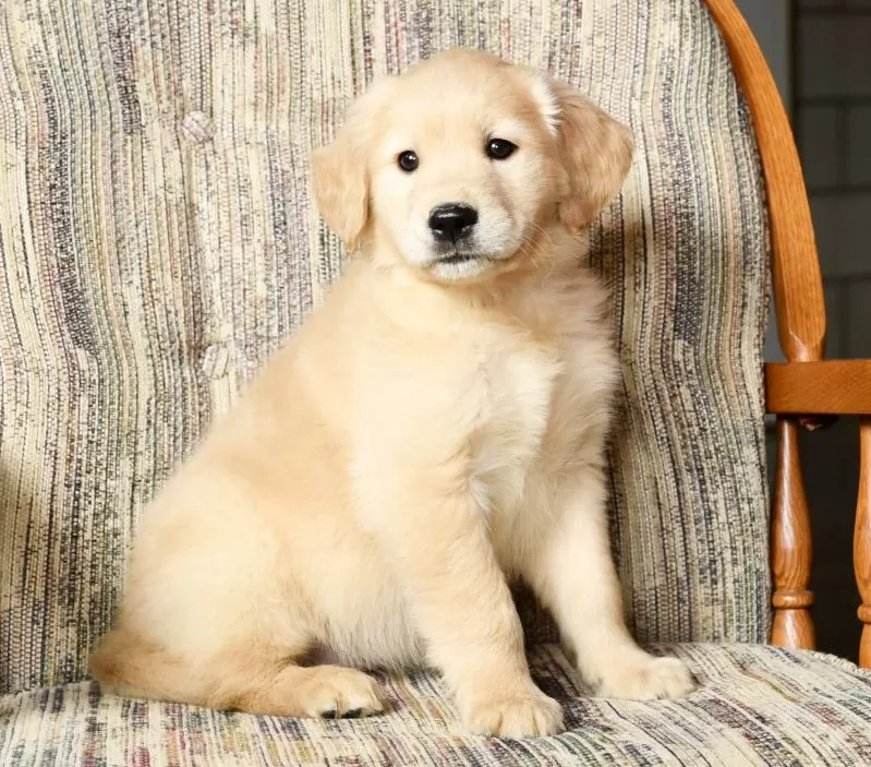 Chloe