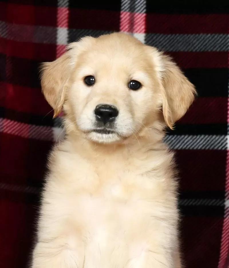 Chloe