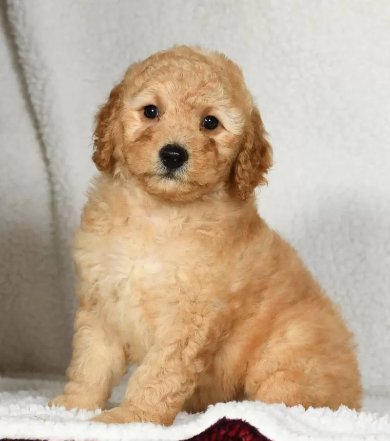 Puppy Name: Ginger