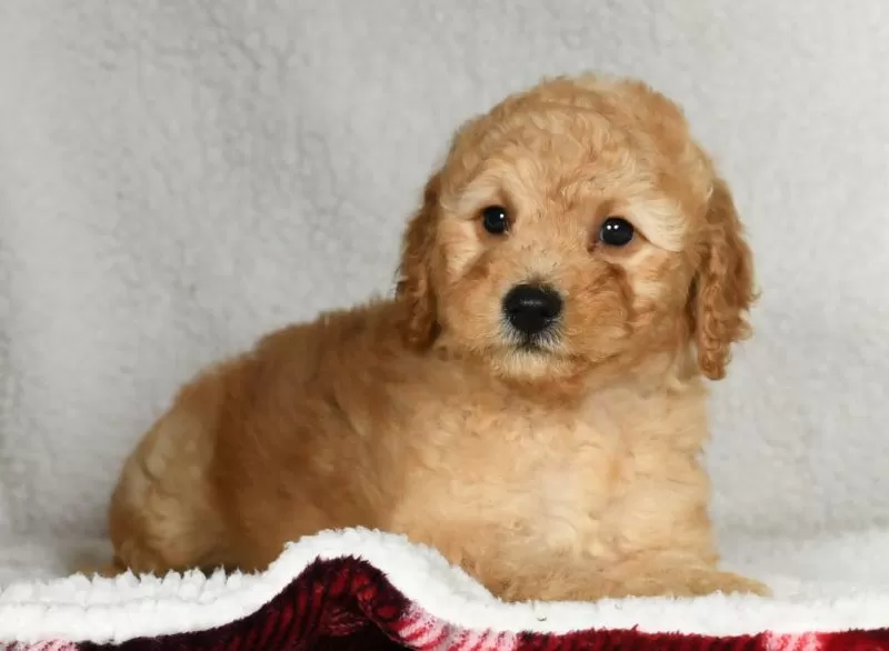 Ginger