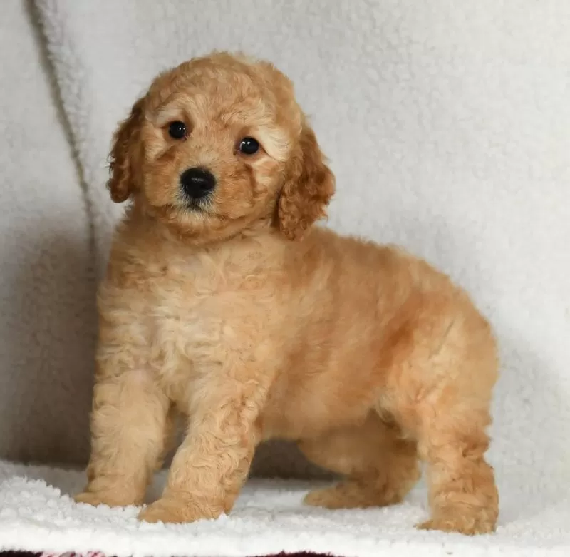 Ginger