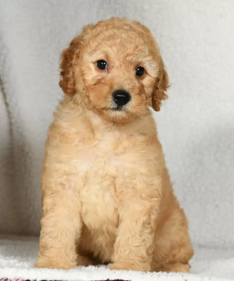 Ginger