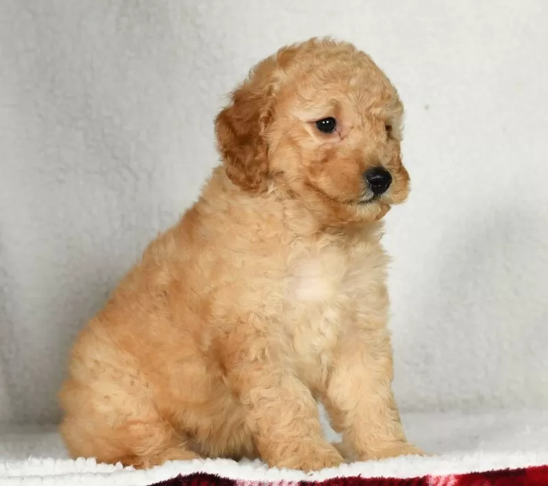 Ginger