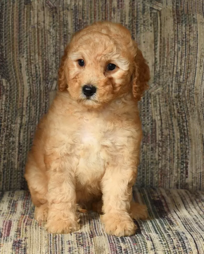 Ginger