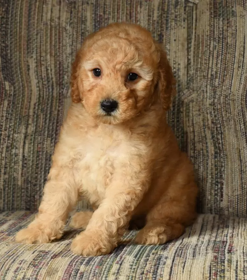 Ginger