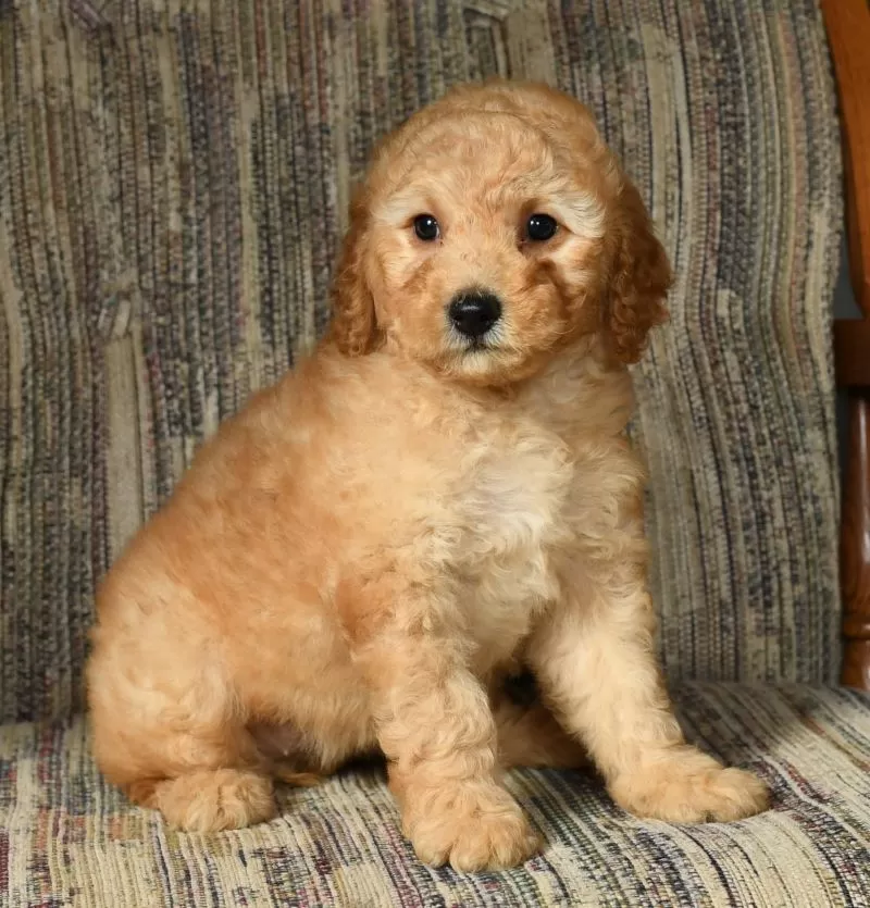 Ginger