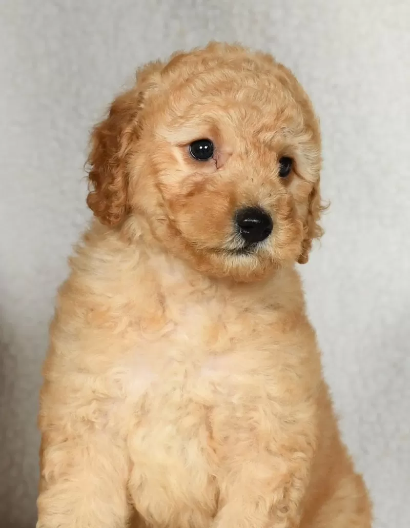 Ginger