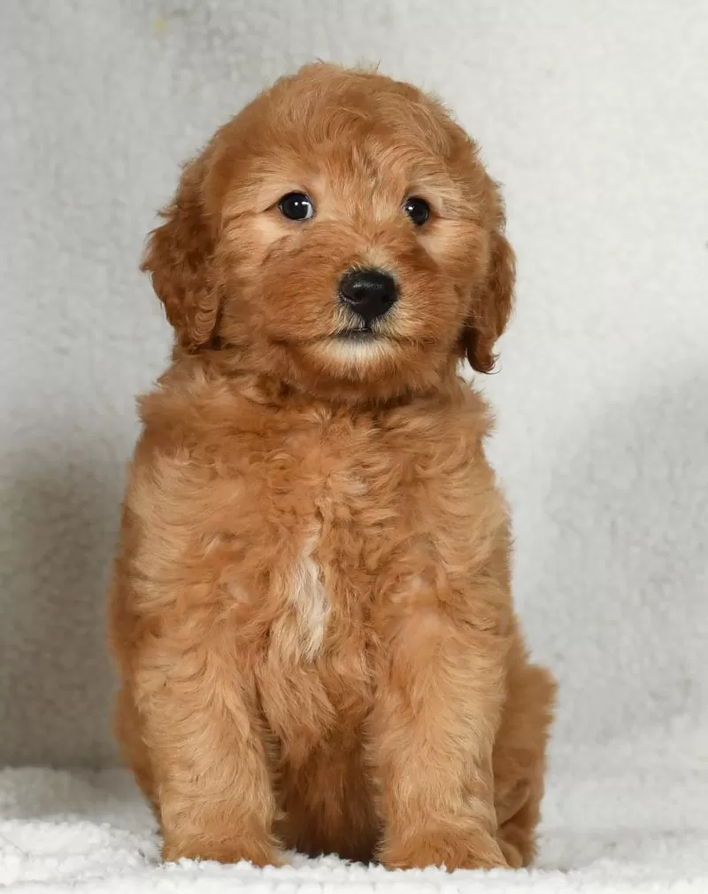 Willow