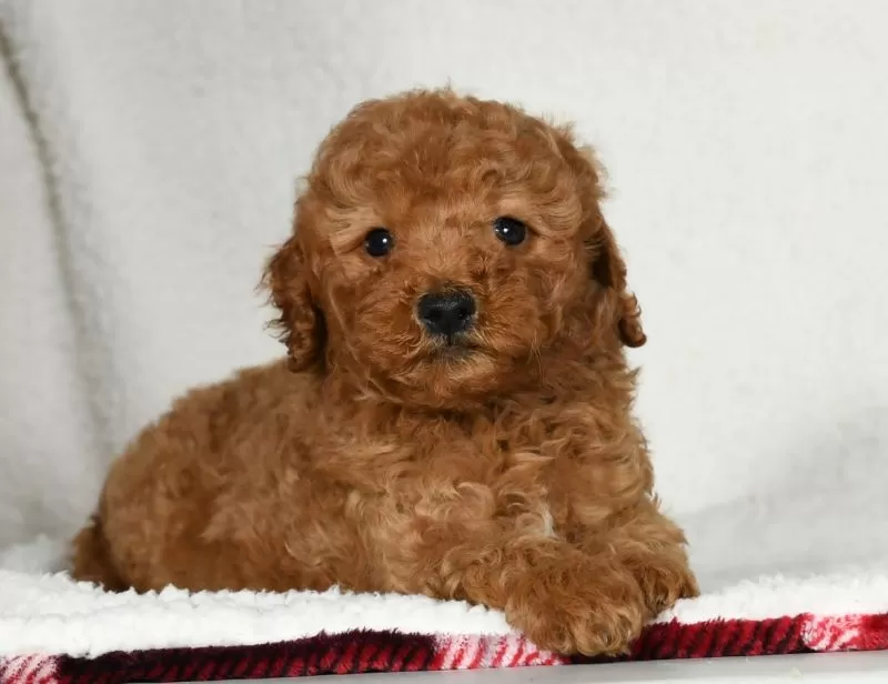 Puppy Name: Oakley