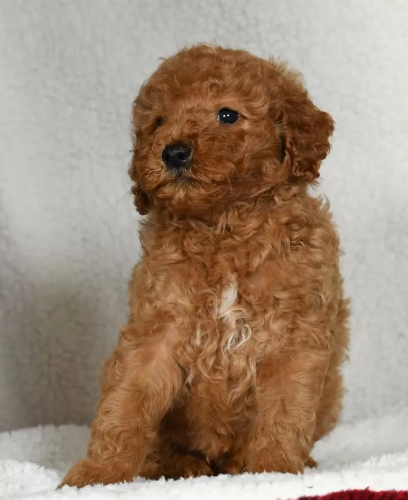 Oakley