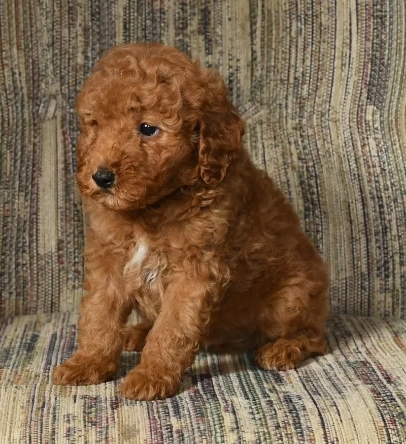 Oakley