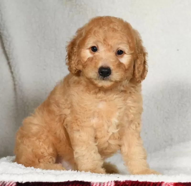 Puppy Name: Kodak