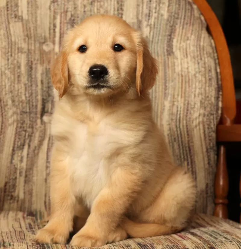 Puppy Name: Teddy