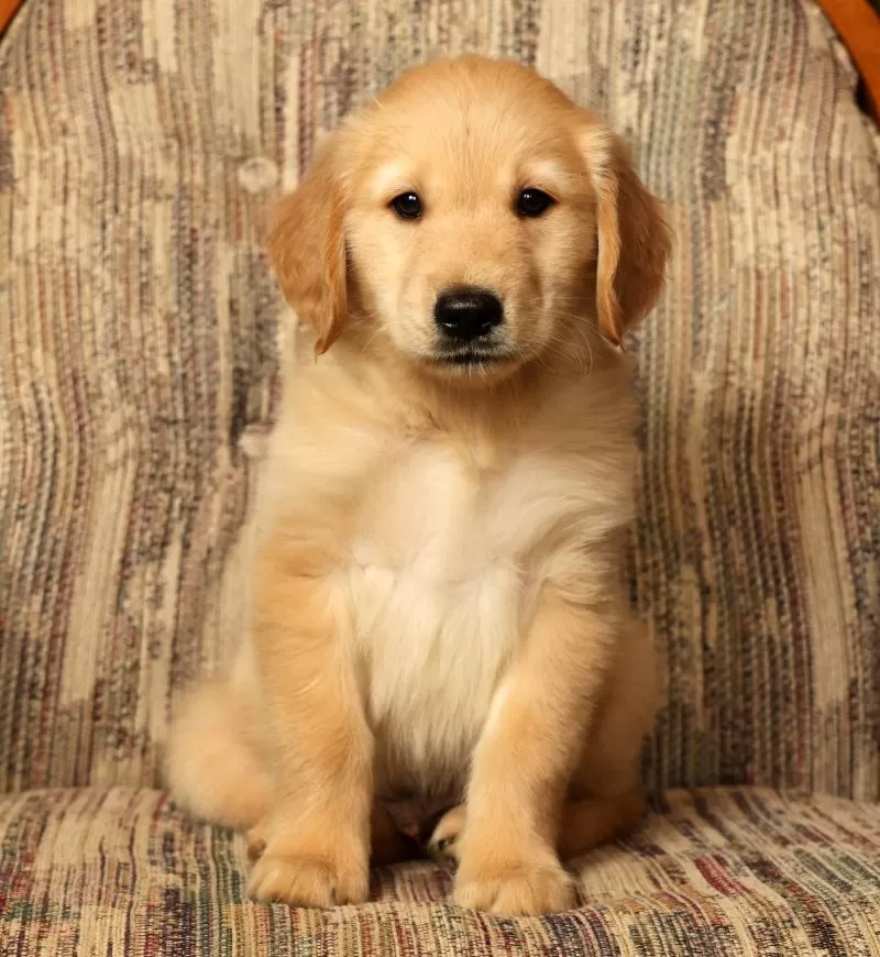 Teddy