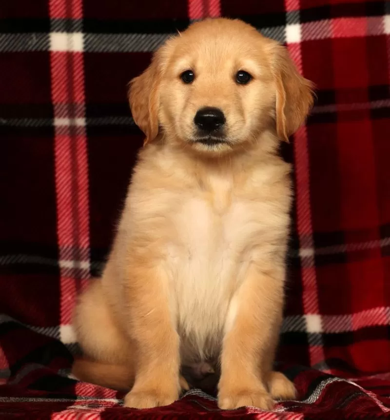 Teddy