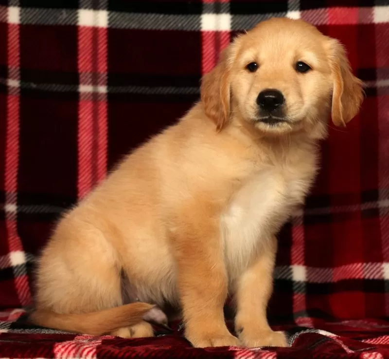 Teddy