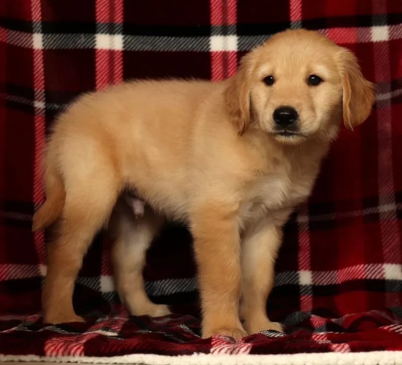 Teddy
