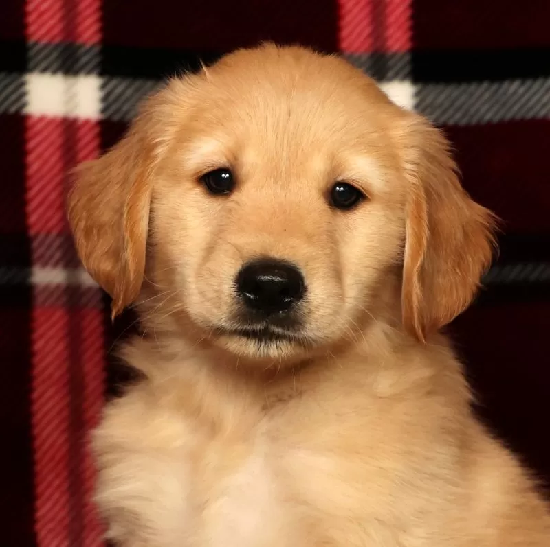 Teddy