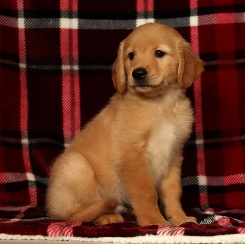 Rex