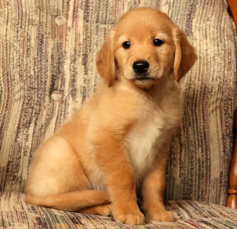 Rex