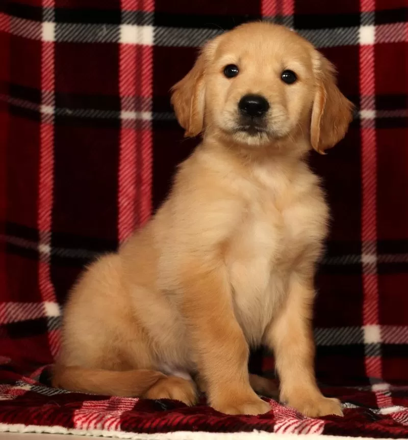 Puppy Name: Rambo