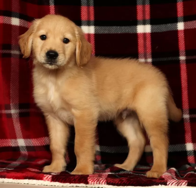Rambo