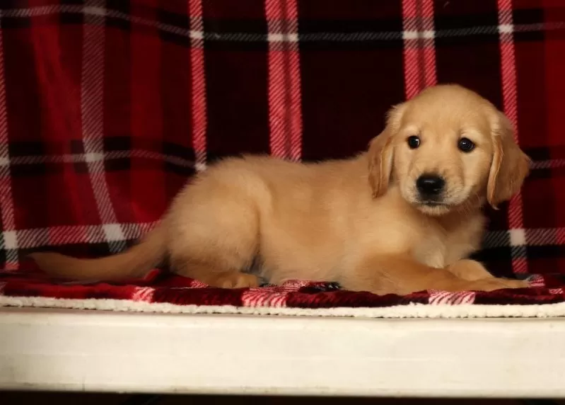 Rambo