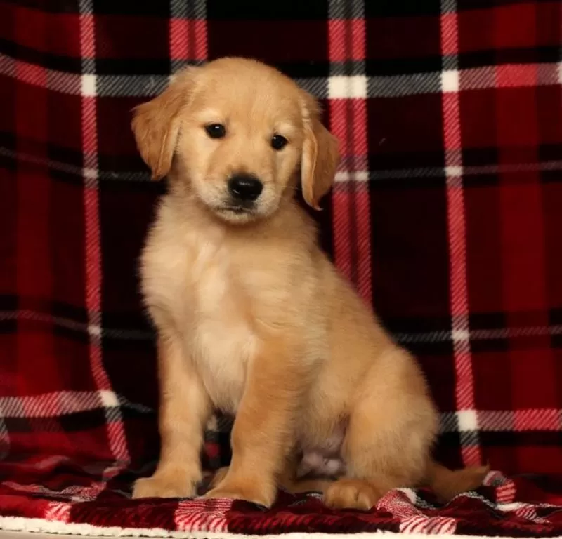 Rambo