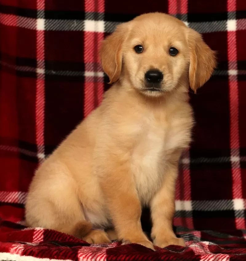 Puppy Name: Rusty