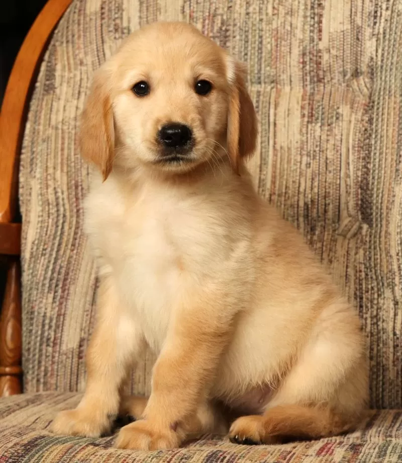 Puppy Name: Mia